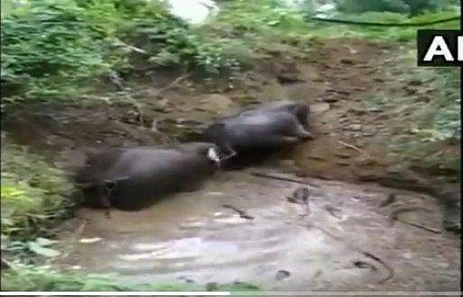 അങ്ങനെ കഷ്ടപ്പെട്ട് ആനയമ്മയും കുഞ്ഞും കരകയറി: സത്യമംഗലം കാട്ടില്‍ കുഴിയില്‍ വീണ പിടിയാനയുടെയും കുട്ടിയാനയുടെയും വീഡിയോ
