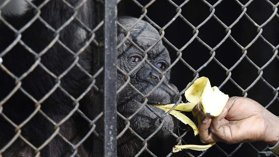 ലിംക ബുക്ക് ഓഫ് റെക്കോര്‍ഡ്‌സില്‍ കേറാന്‍ റെഡിയായി ഇന്ത്യയുടെ ചിമ്പാന്‍സി മുത്തശ്ശി റീത്ത