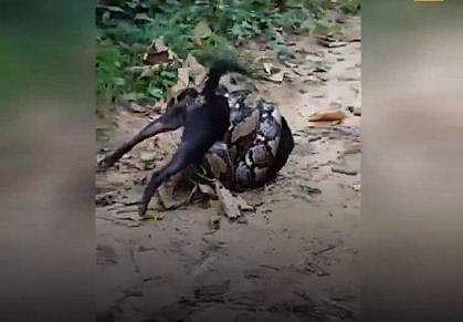 പെരുമ്പാമ്പിന്റെ പിടിയില്‍പ്പെട്ട് ജീവന് വേണ്ടി പിടയ്ക്കുന്ന കറുത്ത നായ; പിന്നിട് സംഭവിച്ചത് ഇങ്ങനെ ( വീഡിയോ)