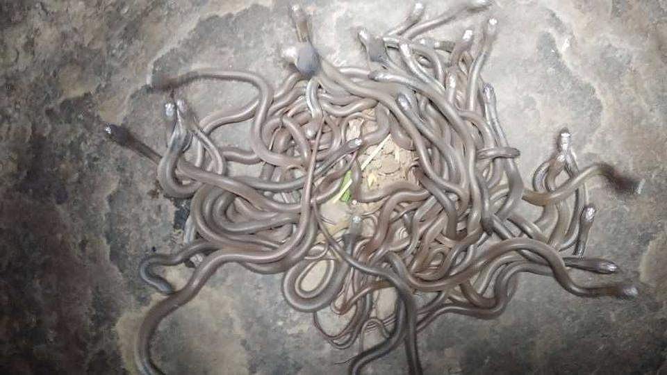 വീടിന്റെ തറയ്ക്കടിയില് 111 മൂര്ഖന് കുഞ്ഞുങ്ങളും 26 മുട്ടകളും; ഉത്തരം കിട്ടാതെ വനപാലകര്