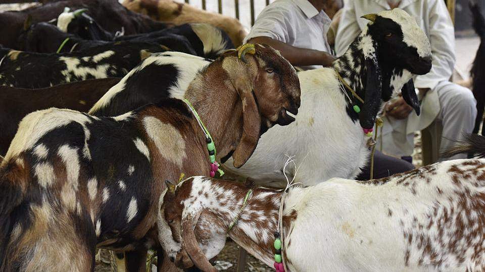 ബലിപെരുന്നാളിന് മുന്പ് മൃഗബലിക്കെതിരെ കേന്ദ്രം; മാര്ഗനിര്ദേശങ്ങള് ലംഘിച്ചാല് കര്ശന നടപടി