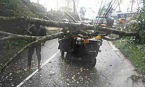 ഓട്ടോറിക്ഷയ്ക്ക് മുകളിലേക്ക് മരം വീണ് വിദ്യാര്‍ത്ഥിനി മരിച്ചു