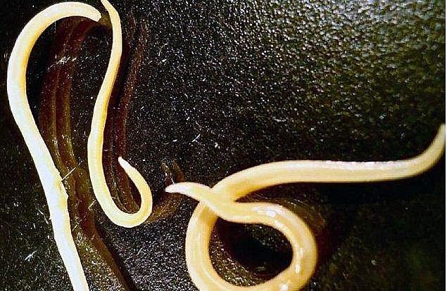 മാമത്തുകളുടെ കാലത്തുള്ള വിരയെ പുനര്‍ജീവിപ്പിച്ചു: മനുഷ്യരേയും കാലങ്ങളോളം ജീവനോടെ സൂക്ഷിക്കാമെന്ന പ്രതീക്ഷയില്‍ ശാസ്ത്രജ്ഞര്‍