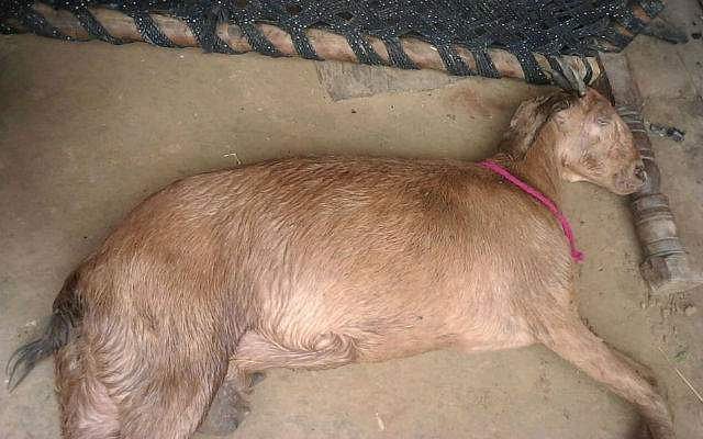 ഗര്‍ഭിണിയായ ആടിനെ പീഡിപ്പിച്ച് കൊന്നു; പ്രകൃതി വിരുദ്ധ പീഡനത്തിന് എട്ടുപേര്‍ക്കെതിരെ കേസ് 