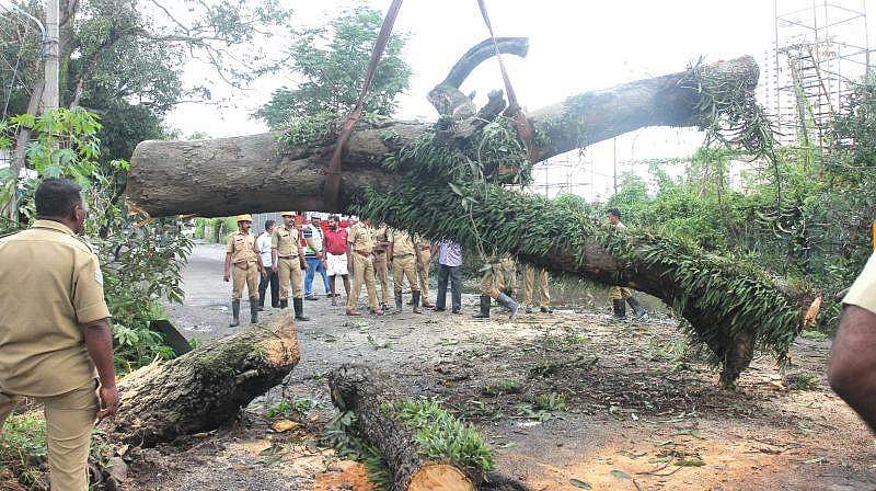 റോഡിലേക്ക് മറിഞ്ഞുവീണ മരം മുറിച്ചു മാറ്റി; അധ്യാപകന് പിഴ ശിക്ഷ