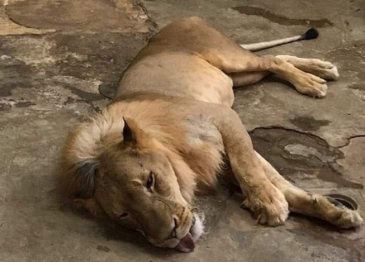 തിരക്കേറിയ നഗരത്തില്‍ ഒരു കൂസലുമില്ലാതെ സിംഹം അലഞ്ഞുതിരിഞ്ഞു; നടുക്കത്തോടെ യാത്രക്കാര്‍ ( വീഡിയോ) 