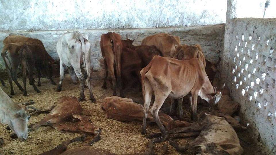 വെള്ളപ്പൊക്കത്തില്‍ എറണാകുളം ജില്ലയില്‍ മാത്രം ചത്തത് 3610 പശുക്കള്‍
