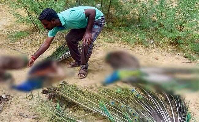 47 മയിലുകള്‍ കൂട്ടത്തോടെ ചത്തൊടുങ്ങി: വിഷബാധയെന്ന് സംശയം