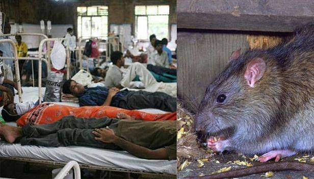 സംസ്ഥാനത്ത് ഭീതി പരത്തി എലിപ്പനി പടരുന്നു ; കോഴിക്കോട് ഇന്ന് രണ്ട് മരണം, ആലപ്പുഴയില്‍ നാലുപേര്‍ക്ക് കൂടി എലിപ്പനി സ്ഥിരീകരിച്ചു 