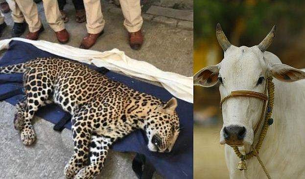 ഇര തേടിയെത്തി പശുക്കുട്ടിയെ പിടിച്ചു; പശുക്കള് പുലിയെ കുത്തിക്കൊന്നു