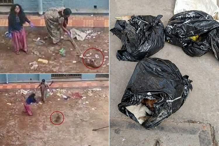 16 പട്ടിക്കുട്ടികളെ തല്ലിക്കൊല്ലുന്നതിന്റെ വീഡിയോ വൈറലായി; രണ്ട് നേഴ്‌സിങ് വിദ്യാര്‍ത്ഥിനികള്‍ അറസ്റ്റില്‍
