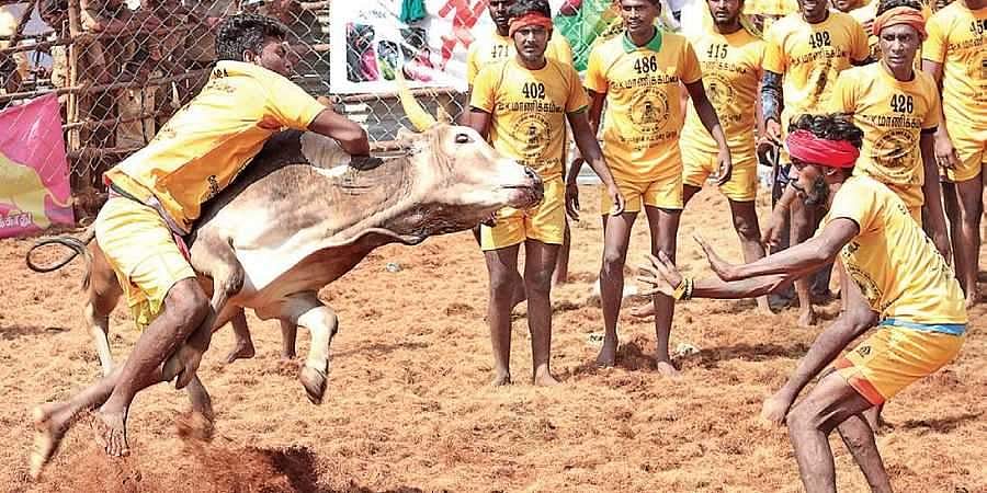 ജെല്ലിക്കെട്ടിലെ മികച്ച കാളയ്ക്കും പോരാളിക്കും മുഖ്യമന്ത്രി വക കാര്; സമ്മാനം പ്രഖ്യാപിച്ച് റവന്യൂ മന്ത്രി