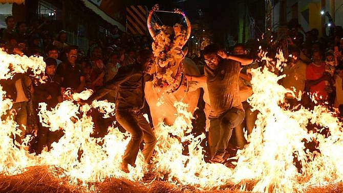 പശുക്കളെ തീയിലൂടെ ഓടിക്കുന്നത് ആചാരം: ദേഹത്ത് തീപടര്‍ന്ന് പരിഭ്രാന്തരായി ഓടുന്ന പശുക്കളുടെ ദൃശ്യങ്ങള്‍ വൈറല്‍