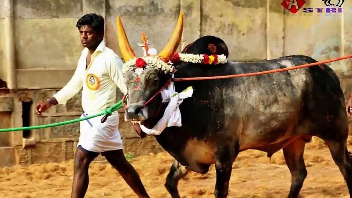 തമിഴ്‌നാട്ടില്‍ ജെല്ലിക്കെട്ടിന് ആരംഭം: പരിക്കേറ്റത് 100ല്‍ അധികം പേര്‍ക്ക്, ചിലരുടെ നില ഗുരുതരം