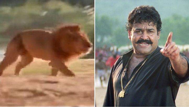'സിംഹം അയാളെ കടിച്ചു കുടയുന്നത് കാണാന്‍ കഴിയാതെ ഞാന്‍ കണ്ണുപൊത്തി'; നരസിംഹം ഷൂട്ടിനിടെയുണ്ടായ ഞെട്ടിപ്പിക്കുന്ന സംഭവത്തെക്കുറിച്ച് ഷാജി കൈലാസ്