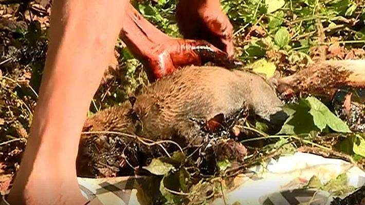ടാറില്‍ പുതഞ്ഞ് ജീവന് വേണ്ടി പിടഞ്ഞ് എട്ടു നായ്ക്കുട്ടികള്‍ ; കരളലിയിക്കും കാഴ്ച