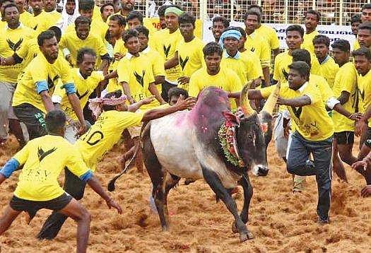 ജെല്ലിക്കെട്ടിനിടെ രണ്ട് മരണം; 40 പേര്‍ക്ക് പരിക്ക്