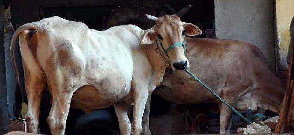 ട്രാക്ടര്‍ തട്ടി പശു ചത്തു: ഗോഹത്യ ആരോപിച്ച് കര്‍ഷകനും കുടുംബത്തിനും വിലക്കേര്‍പ്പെടുത്തി ഗ്രാമം