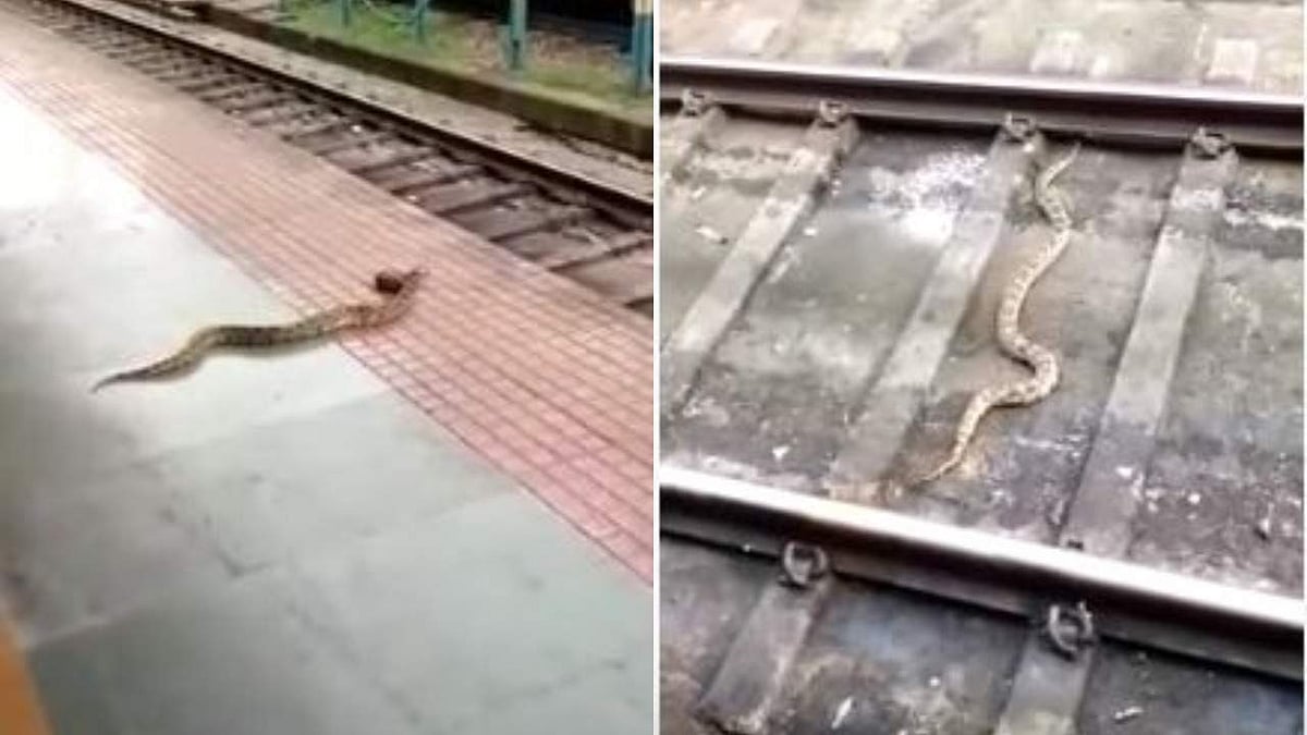 പ്ലാറ്റ്ഫോമും ട്രാക്കും കടന്ന് മലമ്പാമ്പ്, ദാരുണാന്ത്യം; 'ആത്മഹത്യ' ചെയ്തതാണോ എന്ന് ചോദ്യം; ദൃശ്യങ്ങള് വൈറല്