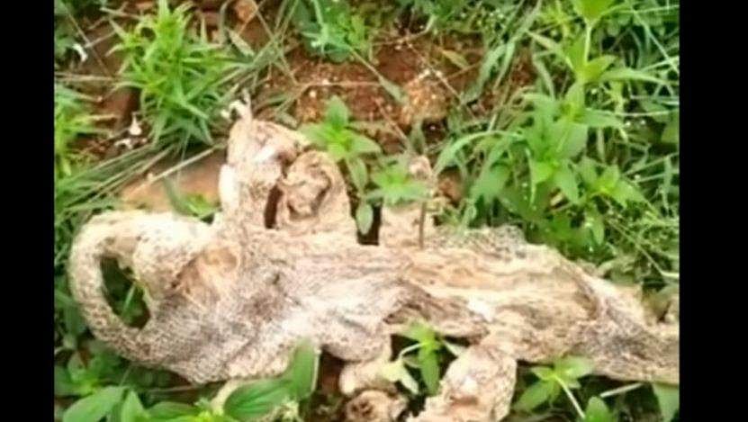 ക്ഷേത്രത്തിന് സമീപം പാമ്പിന്റെ തോല്‍, ഏഴു തലയുളള നാഗത്തിന്റേതെന്ന് നാട്ടുകാര്‍; അമ്പരപ്പ് 