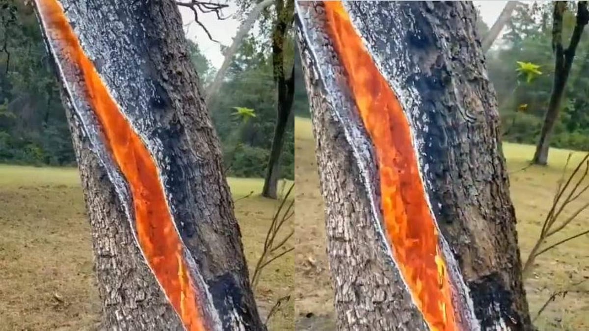 ഞെട്ടിയില്ലെങ്കിലേ അത്ഭുതമുളളു!; ഇടിമിന്നലേറ്റ മരം നിന്നു കത്തുന്നതിന്റെ വൈറല് ദൃശ്യങ്ങള്