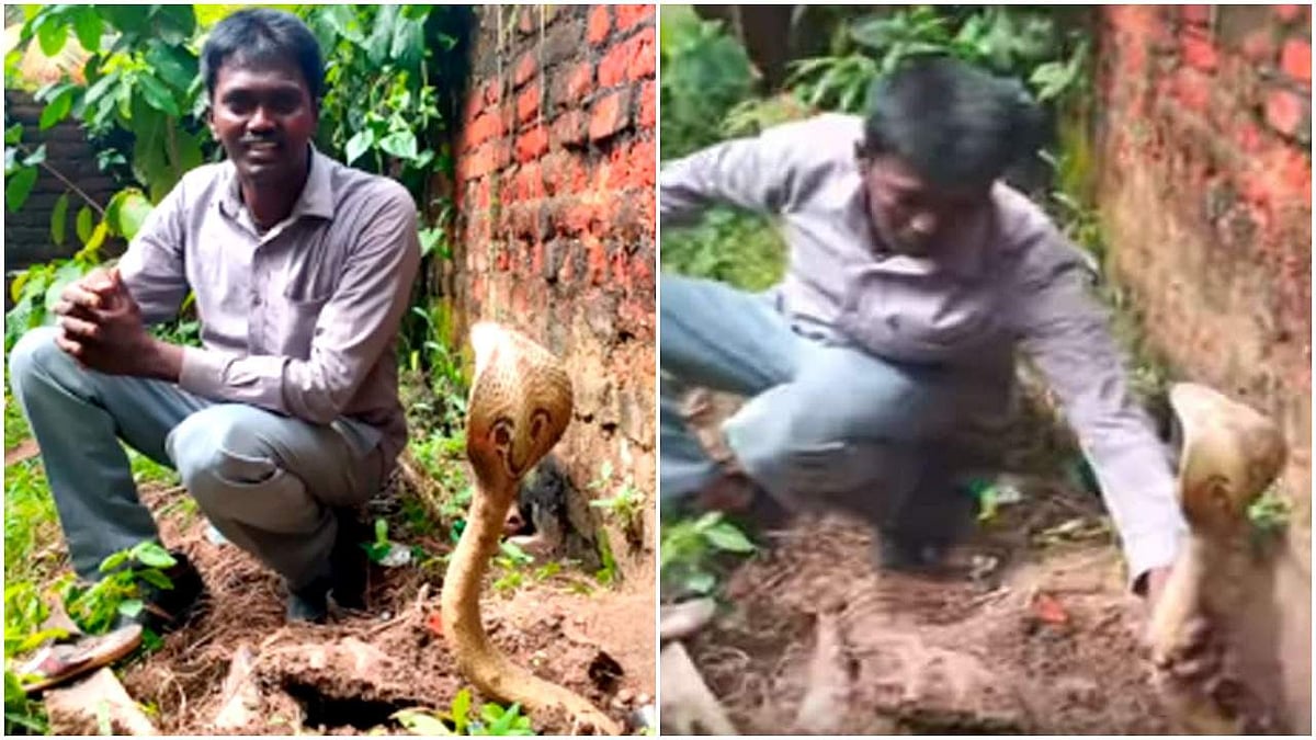 ഇത്തവണ വാവ സുരേഷ് പിടികൂടിയത് 'സ്വര്ണ'മൂര്ഖനെ; നീളം അഞ്ചേമൂക്കാലടി; വീഡിയോ