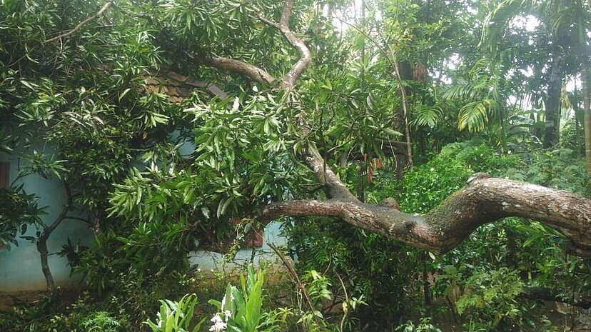 കാറ്റും മഴയും: വീടിന് മുകളില്‍ മരം വീണു; നാലുമാസം പ്രായമുള്ള കുഞ്ഞിന് ദാരുണാന്ത്യം