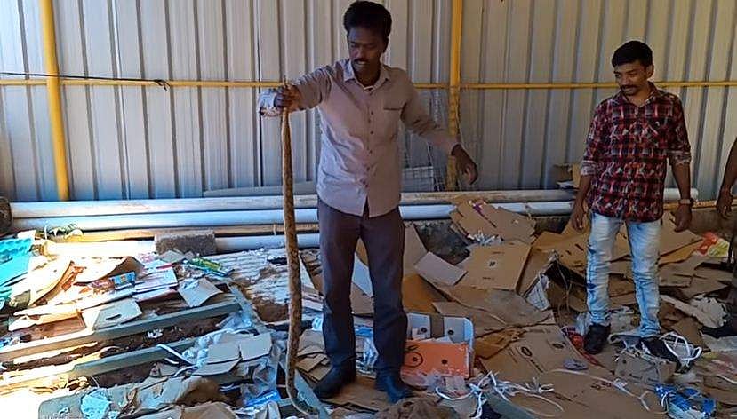 അടുത്തടുത്തായി രണ്ട് 'ഉഗ്രന്‍' അണലി പാമ്പുകള്‍; വിഷപ്പാമ്പുകള്‍ ഇണചേരും കാലമെന്ന് വാവ സുരേഷ്, ജാഗ്രത (വീഡിയോ)