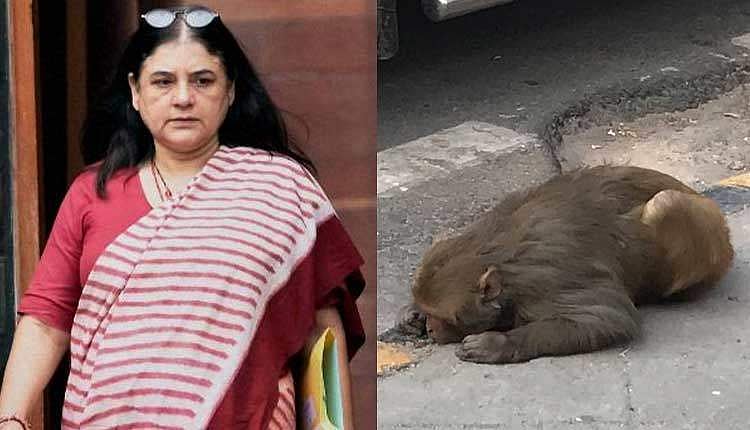 അവശനായ കുരങ്ങിനു വേണ്ടി സഹായ അഭ്യര്ഥന, ഉടനെ വാഹനം അയച്ച് മേനകാ ഗാന്ധി; കൈയടി