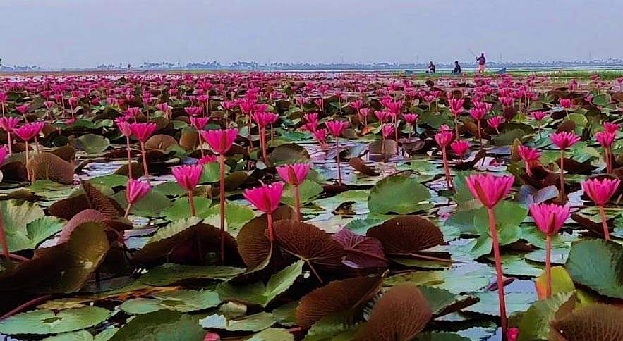 60 ഏക്കറോളം നിറഞ്ഞ് ആമ്പല്‍ വസന്തം ; 50 ശിക്കാര വള്ളങ്ങള്‍ ; സഞ്ചാരികളെ ക്ഷണിച്ച് ടൂറിസം മിഷന്‍