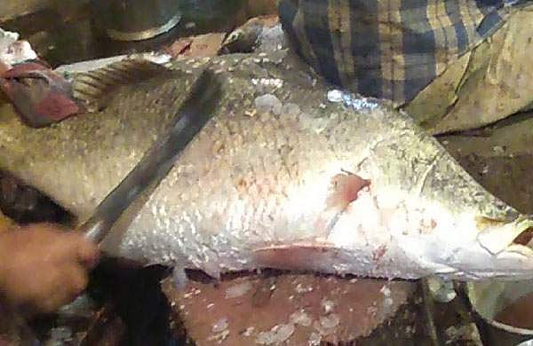 ചൂണ്ടയില്‍ കുരുങ്ങിയത് ഭീമന്‍ കാളാഞ്ചി, പതിനെട്ടര കിലോ; കൗതുകം