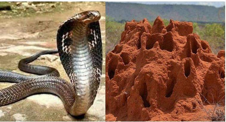 ചിതല്‍പ്പുറ്റും പാമ്പുകളും തമ്മില്‍ എന്താണ് ബന്ധം? ; ചിതല്‍പ്പുറ്റില്‍ പാമ്പുണ്ടാകുമോ ?