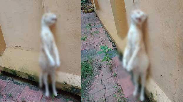ആ തള്ളപ്പൂച്ചയെ കെട്ടിത്തൂക്കി കൊന്നത് തന്നെ; ശ്വാസം കിട്ടാതെ പിടഞ്ഞ് തീർന്നത് ആറ് കുഞ്ഞു ജീവനുകൾ; പോസ്റ്റുമോർട്ടം