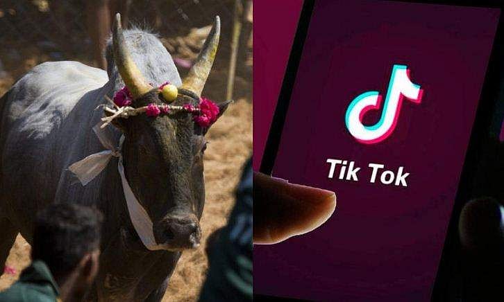 ജെല്ലിക്കെട്ട്‌ കാളയോടൊപ്പം ടിക് ടോക്ക് വിഡിയോ; യുവാവ് കുളത്തിൽ മുങ്ങി മരിച്ചു 