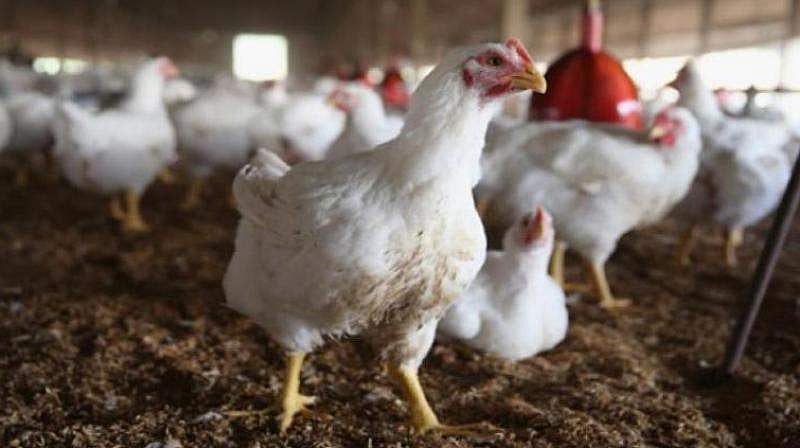 കോഴിവണ്ടി മറിഞ്ഞു; കാഴ്ചക്കാരായി എത്തിയവര് കള്ളന്മാരായി; നിമിഷങ്ങള്ക്കുള്ളില് ലോറി കാലി; വീഡിയോ വൈറല്