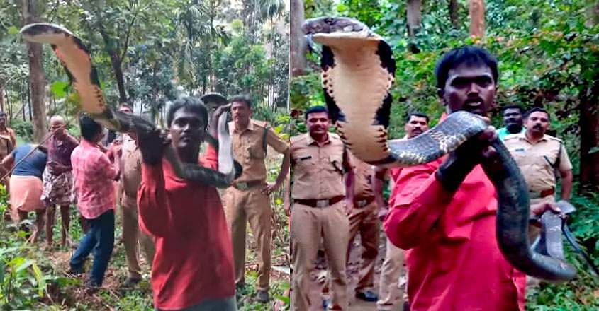 13 അടി നീളം; അഞ്ചുവയസ്സുകാരിയായ രാജവെമ്പാലയെ പിടികൂടി വാവ സുരേഷ്; വീഡിയോ