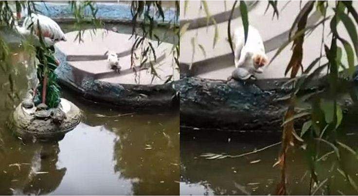 'ഇവിടെയല്ല, വെള്ളത്തിൽ പോയി കിടക്കെടാ...' ; കരയിലിരുന്ന ആമയെ വെള്ളത്തിലേക്ക് തള്ളിയിട്ട് പൂച്ച, വീഡിയോ വൈറൽ
