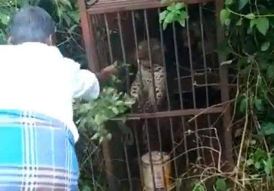 കെണിയില്‍ വീണ പുലിക്ക് പുല്ല് നല്‍കി; മധ്യവയസ്‌കന്റെ കൈ കടിച്ചെടുത്തു; രക്ഷപ്പെട്ടത് തലനാരിഴക്ക്; വീഡിയോ
