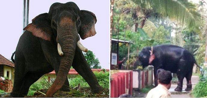 നാട്ടുകാരെ മുള്‍മുനയില്‍ നിര്‍ത്തിയത് മണിക്കൂറുകള്‍; ഒടുവില്‍ മനോജിന് മുന്നില്‍ കൊമ്പുകുത്തി 'ശിവന്‍'