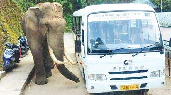 മൂന്നാറിലെ വിനോദസഞ്ചാരകേന്ദ്രത്തില്‍ ഒറ്റയാന്‍ ഇറങ്ങി; ടിക്കറ്റ് കൗണ്ടറില്‍ കാട്ടാനയെ കണ്ട് സഞ്ചാരികള്‍ ചിതറിയോടി