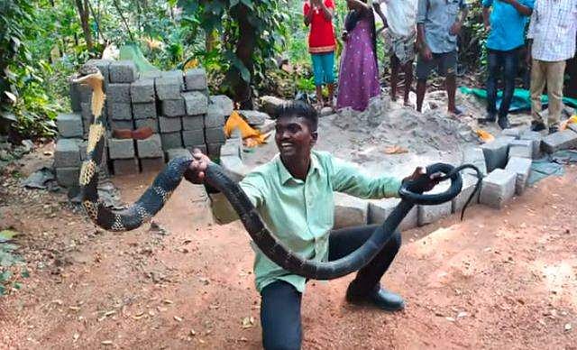 കിണറിനുളളില്‍ 10 അടി നീളമുളള 'കൂറ്റന്‍' രാജവെമ്പാല; പിടികൂടി വാവ സുരേഷ് (വീഡിയോ) 