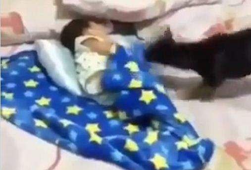 തണുപ്പില്‍ ഉറങ്ങുന്ന പിഞ്ചുകുഞ്ഞിനെ പുതപ്പിച്ച് വളര്‍ത്തുനായ, ഹൃദ്യം ( വീഡിയോ)