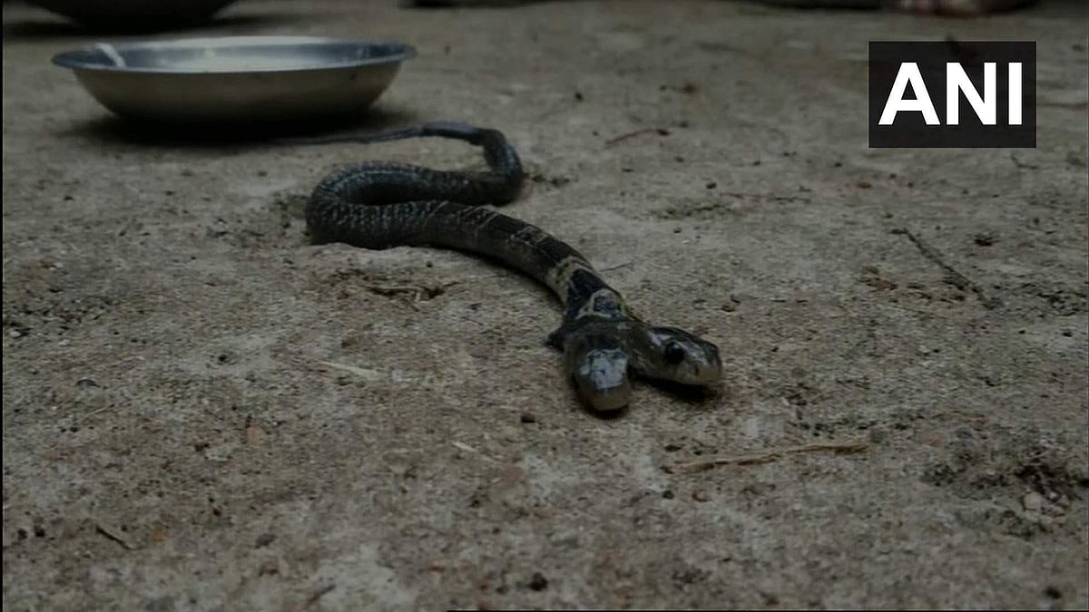 ഇരട്ടത്തലയന്‍ പാമ്പിനെ കണ്ടെത്തി, പാല് നല്‍കി ആരാധിച്ച് നാട്ടുകാര്‍; വിട്ടുതന്നില്ലെന്ന് വനംവകുപ്പ് 