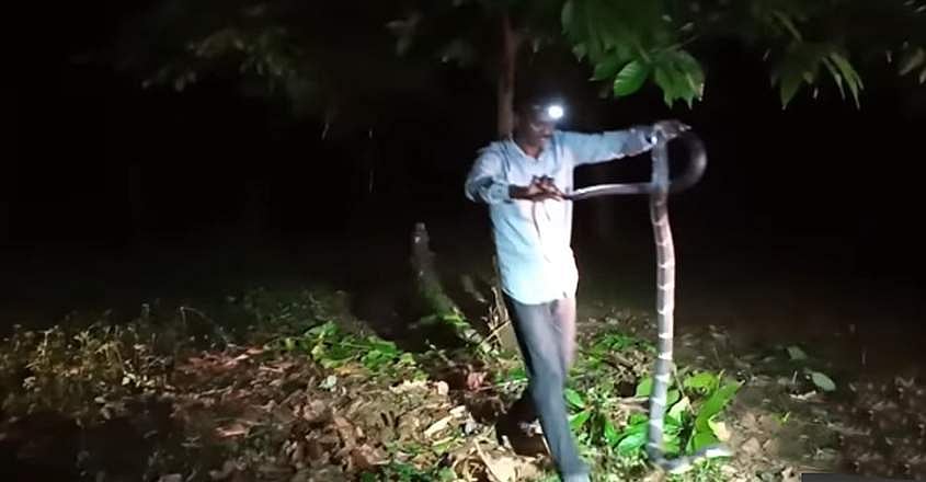 രാത്രിയിൽ മണിക്കൂറുകളോളം കൊക്കോ മരത്തിൽ പതിയിരുന്നു; വാവ സുരേഷ് ഇത്തവണ പിടിച്ചത് ഒൻപത് അടി നീളമുള്ള രാജവെമ്പാലയെ