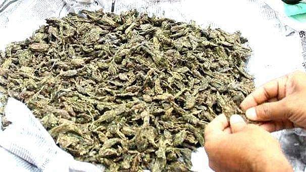 ആഘോഷങ്ങള്‍ 'പൊളിക്കാന്‍' ട്രെയിന്‍ മാര്‍ഗമെത്തി, രഹസ്യവിവരം,  26 കിലോ കഞ്ചാവ് പിടികൂടി