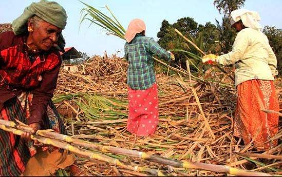 വേതനം കുറയുന്നു; മുപ്പതിനായിരത്തോളം സ്ത്രീകള്‍ ഗര്‍ഭാശയം നീക്കം ചെയ്തതായി കോണ്‍ഗ്രസ് നേതാവ്‌