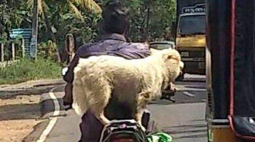 ഹെല്‍മറ്റില്ലാതെ യജമാനന്റേയും, പിന്‍സീറ്റില്‍ നിന്ന് വിലസി നായയുടേയും യാത്ര; വന്നുപെട്ടത് മോട്ടോര്‍ വാഹന വകുപ്പിന്റെ മുന്‍പിലേക്ക്‌