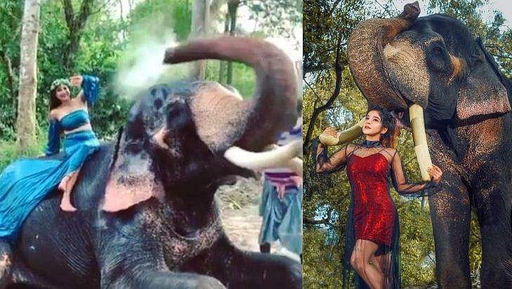 സാക്ഷിയെ കുളിപ്പിച്ച് ആന; ബി​ഗ് ബോസ് താരത്തിന്റെ ഫോട്ടോഷൂട്ട് വിഡിയോ വൈറൽ 