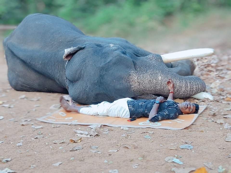ആദ്യം ഉറക്കത്തിന് കാവല്‍, പിന്നെ പാപ്പാന് പോറല്‍ പോലും ഏല്‍പ്പിക്കാതെ ഒപ്പം കിടന്ന് മയക്കം; ആനയും പാപ്പാനും തമ്മിലുളള സ്‌നേഹത്തിന്റെ ചിത്രങ്ങള്‍