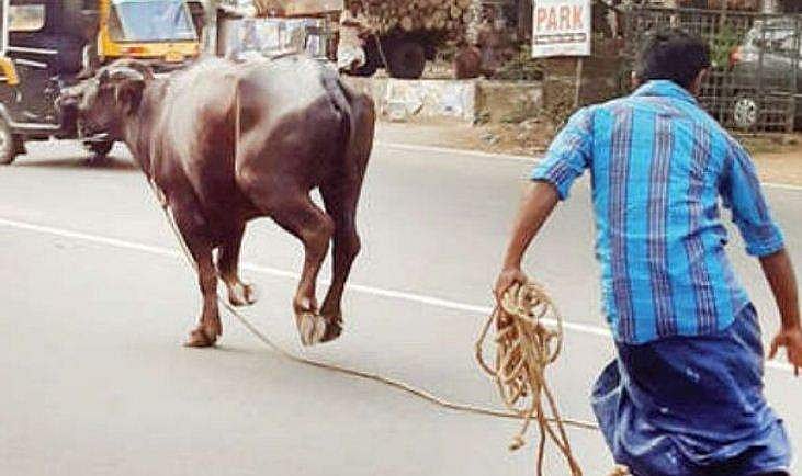 അറുക്കാന്‍ കൊണ്ടുവന്ന എരുമ വിരണ്ടോടി, പുലിവാലുപിടിച്ച് കാഞ്ഞിരപ്പള്ളിക്കാര്‍ 